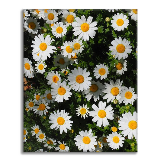 Daisy Cluster Natuur Muurschildering - Verf op nummer